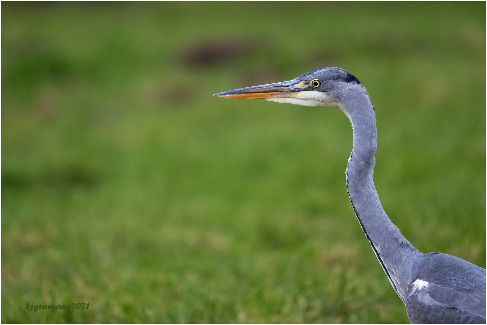 graureiher (ardea cinerea) ....