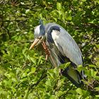 Graureiher (Ardea cinerea)