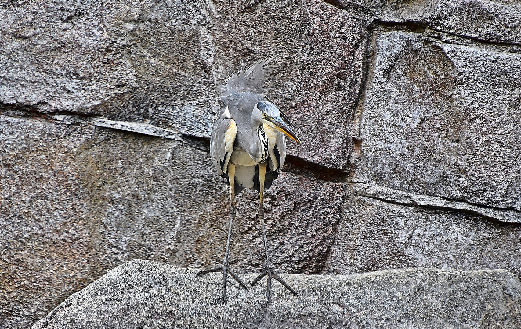 Graureiher (Ardea cinerea)