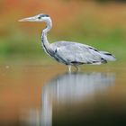 Graureiher (Ardea cinerea)