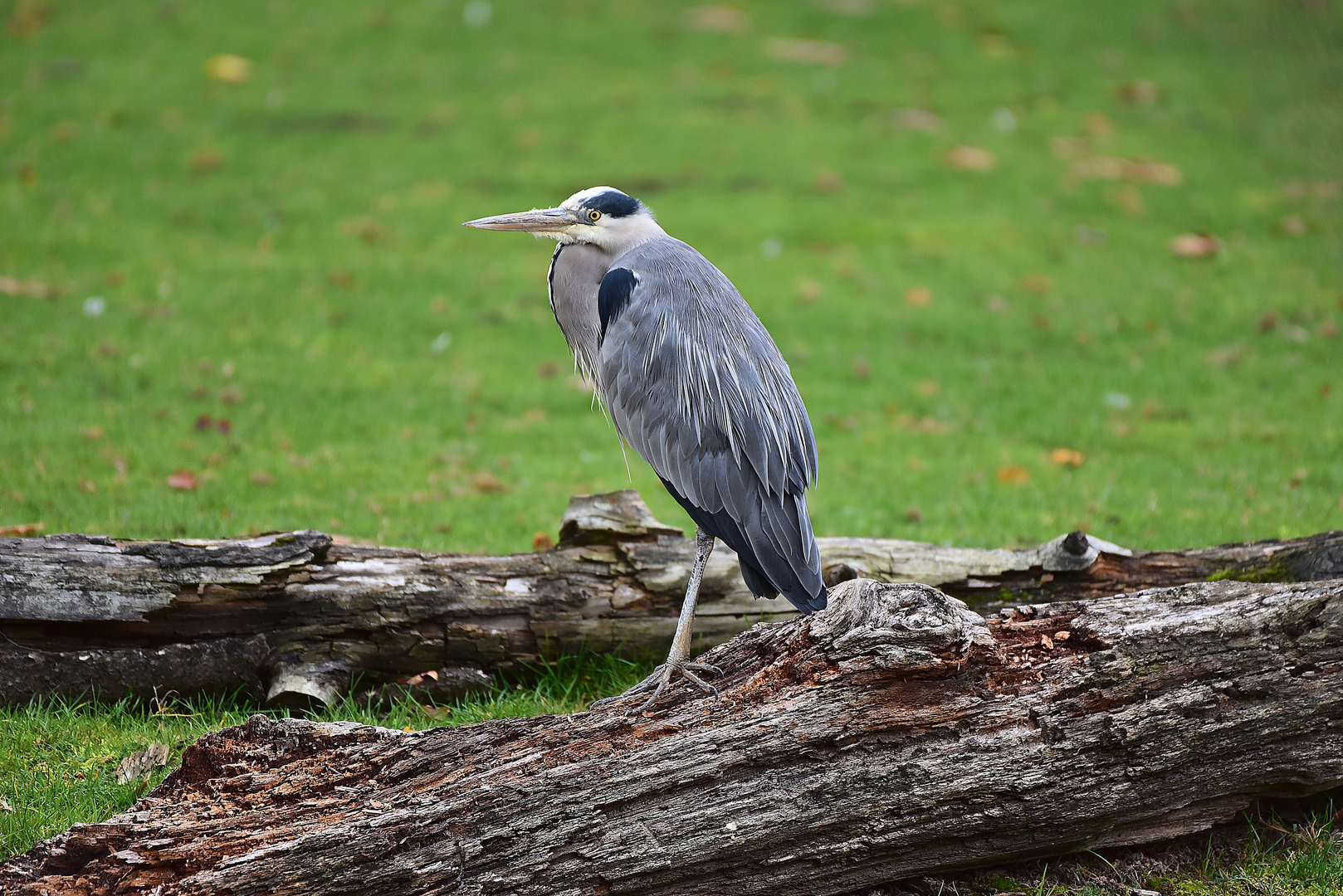 Graureiher (Ardea cinerea)