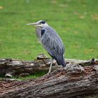 Graureiher (Ardea cinerea)