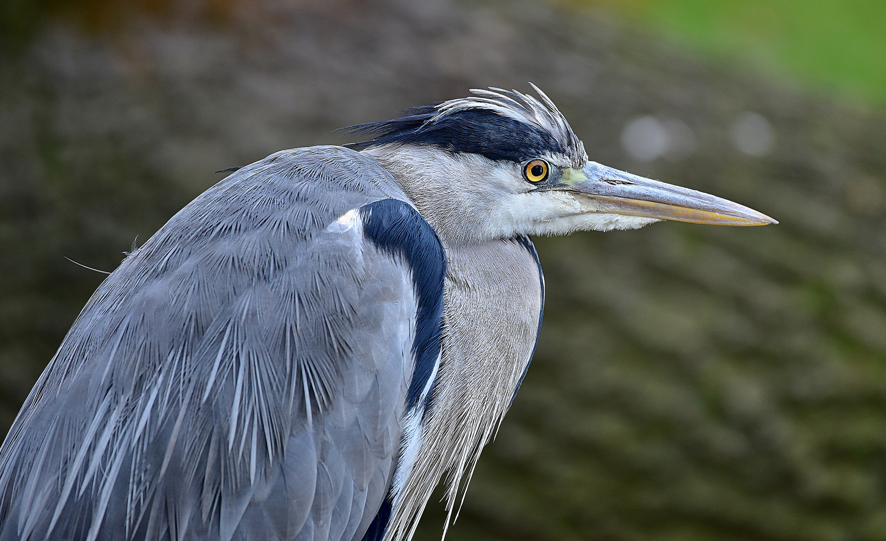 Graureiher (Ardea cinerea)