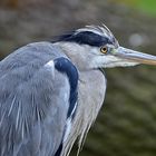 Graureiher (Ardea cinerea)