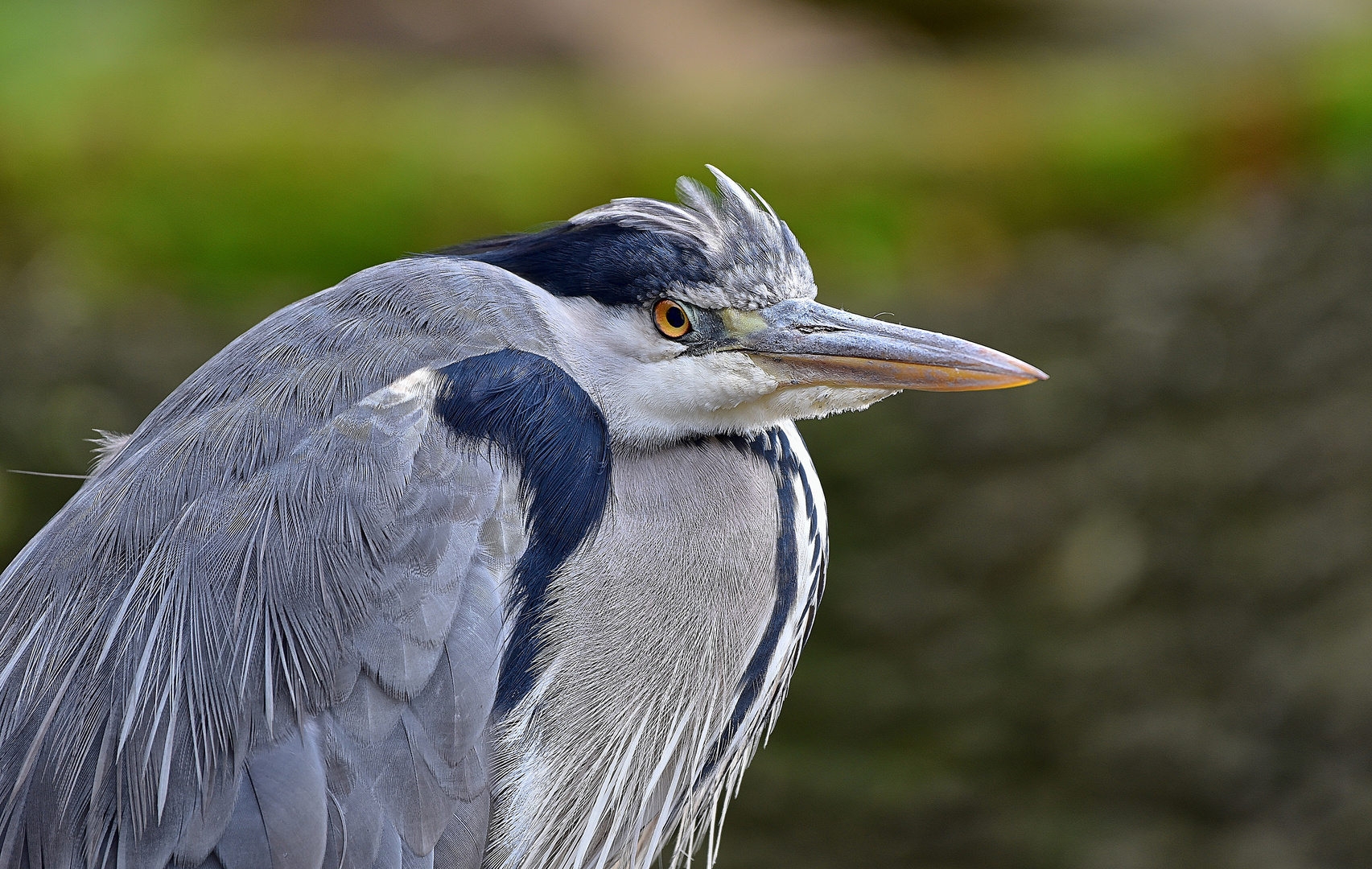 Graureiher (Ardea cinerea)