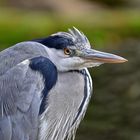 Graureiher (Ardea cinerea)