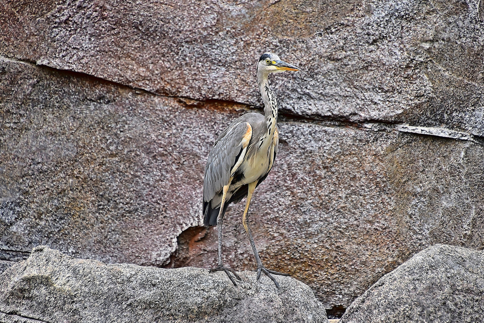 Graureiher (Ardea cinerea)