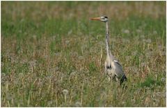 Graureiher (Ardea cinerea) …..