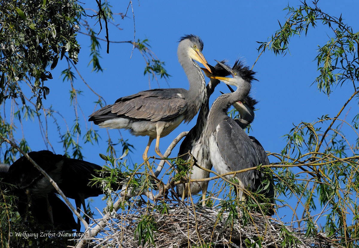 --- Graureiher --- ( Ardea cinerea )