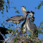 --- Graureiher --- ( Ardea cinerea )