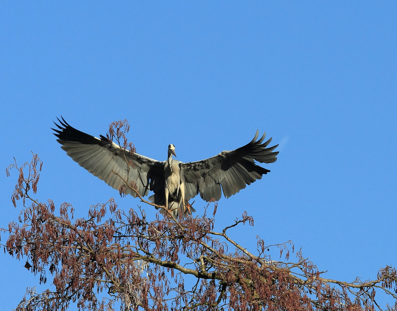 Graureiher (Ardea cinerea)