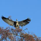 Graureiher (Ardea cinerea)