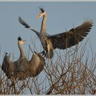 Graureiher (Ardea cinerea)