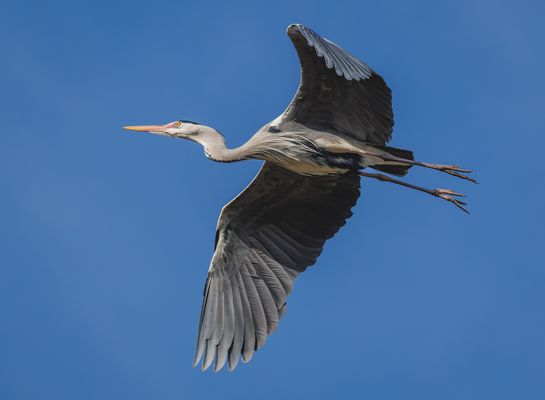 Graureiher (Ardea cinerea)