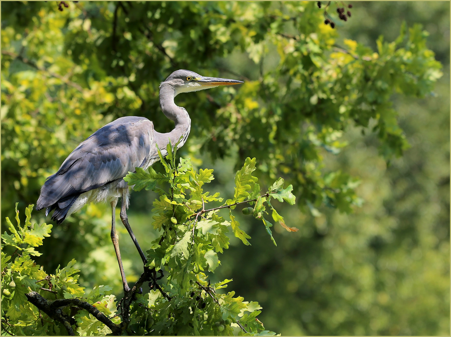 Graureiher (Ardea cinerea)...