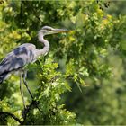 Graureiher (Ardea cinerea)...