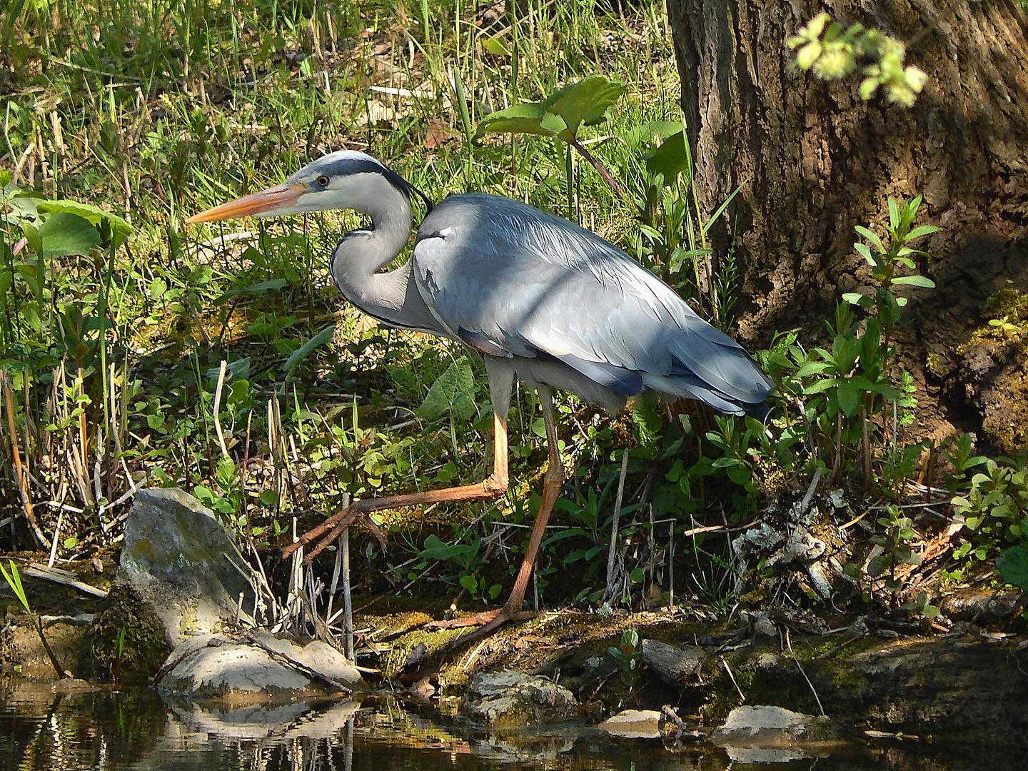 Graureiher (Ardea cinerea)