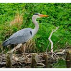 - Graureiher - ( Ardea cinerea )