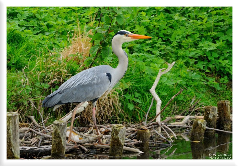 - Graureiher - ( Ardea cinerea )