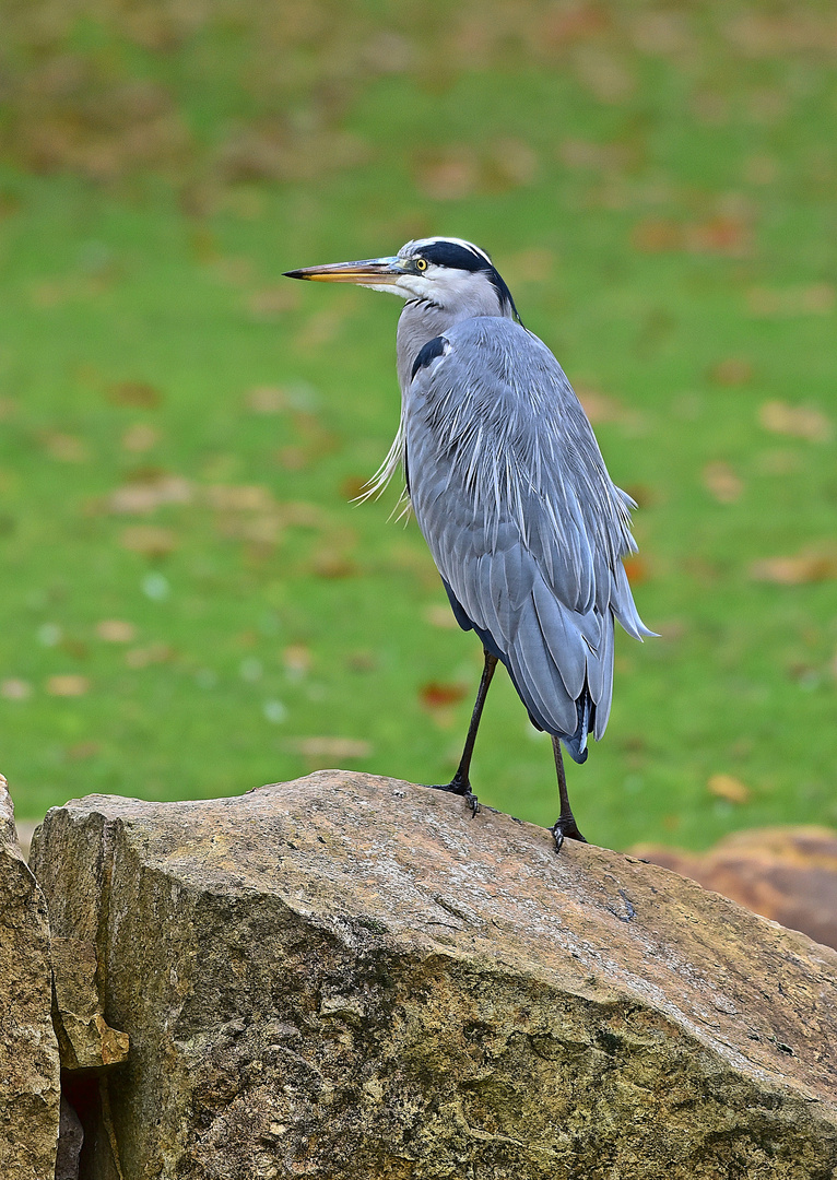 Graureiher (Ardea cinerea)