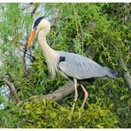 - Graureiher - ( Ardea cinerea )