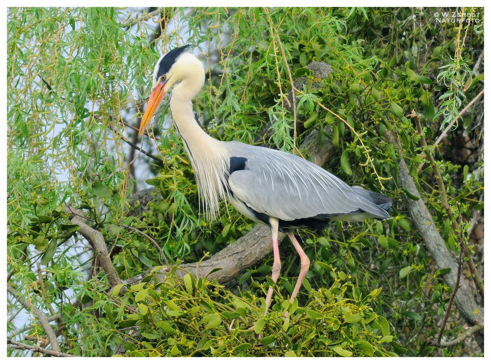 - Graureiher - ( Ardea cinerea )