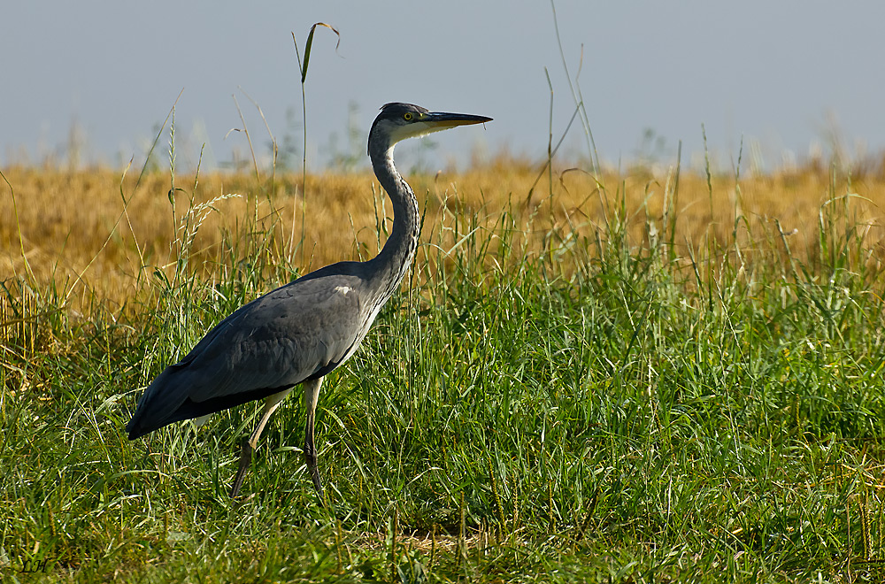 Graureiher "Ardea cinerea"