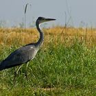 Graureiher "Ardea cinerea"