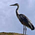 Graureiher (Ardea cinerea)