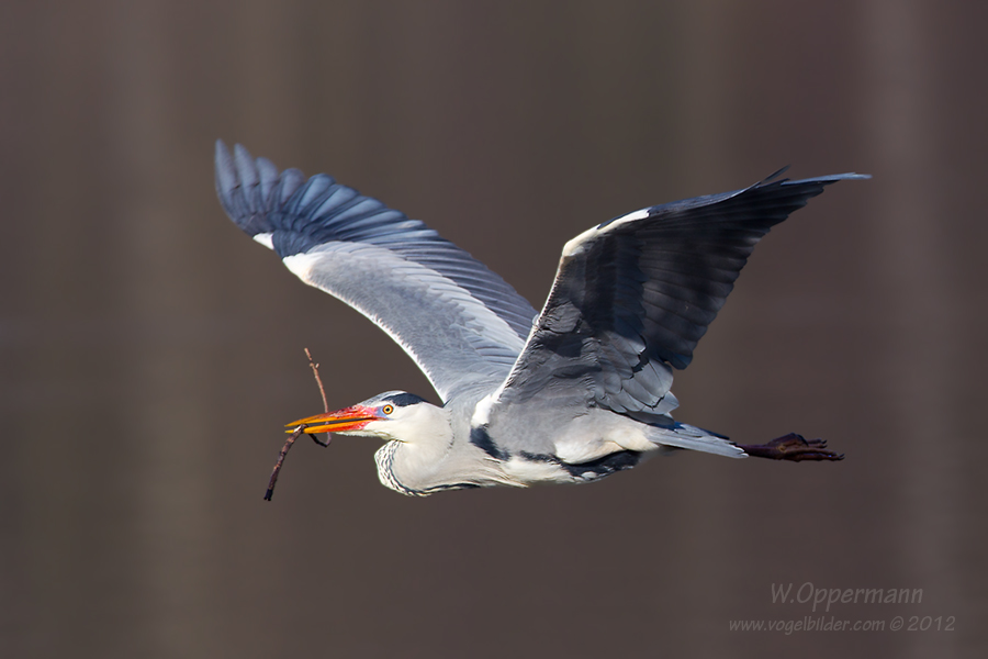 Graureiher (Ardea cinerea)