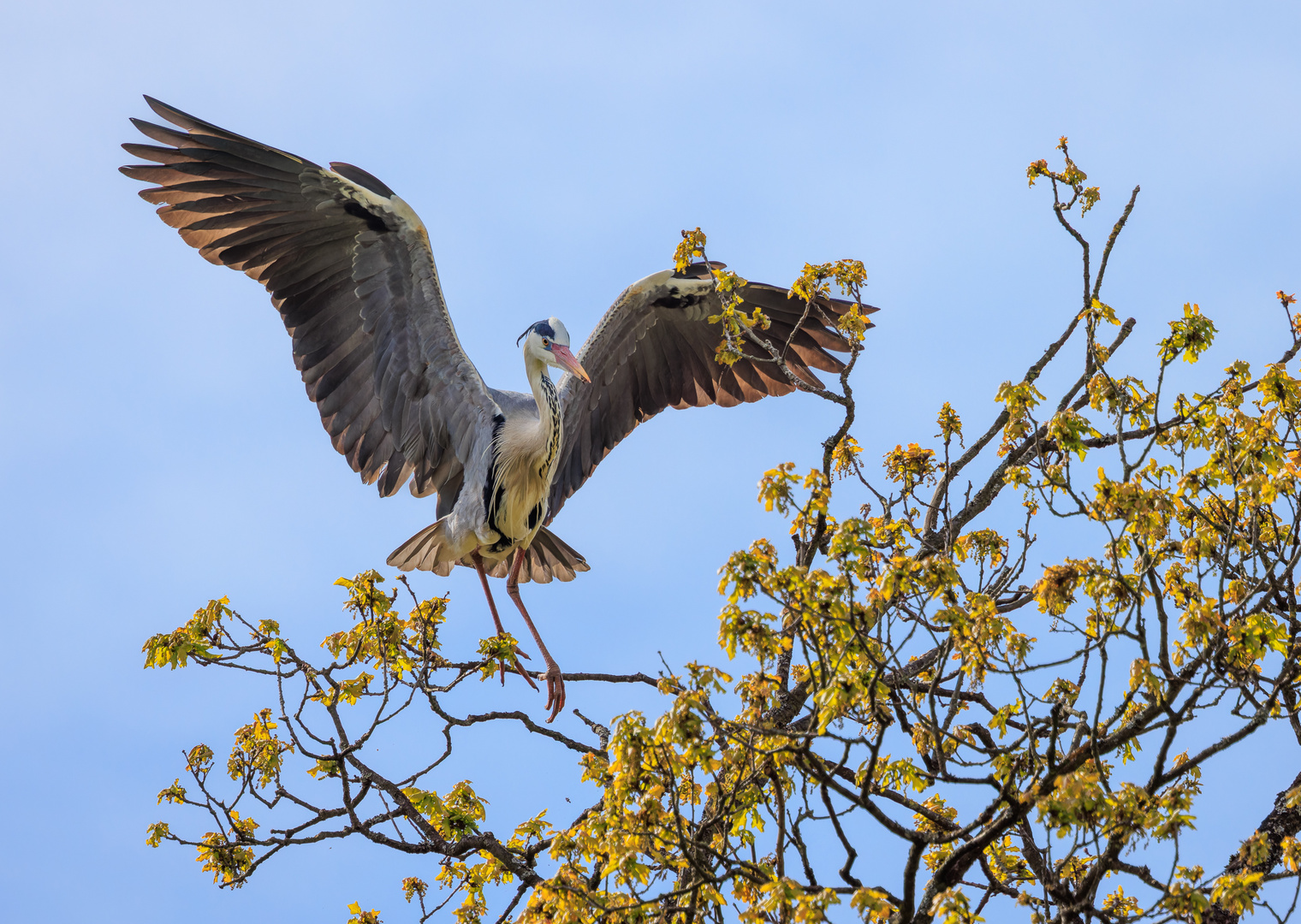 Graureiher (Ardea cinerea)