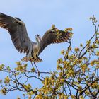 Graureiher (Ardea cinerea)