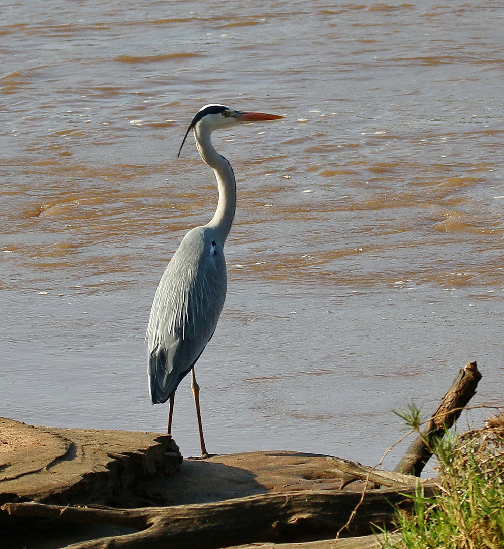 Graureiher - Ardea cinerea