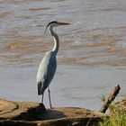 Graureiher - Ardea cinerea