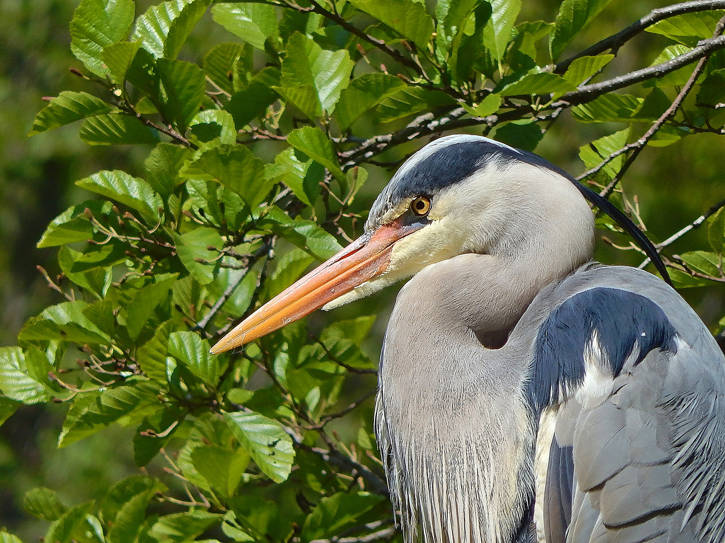 Graureiher (Ardea cinerea)