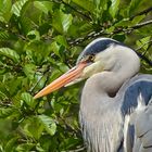 Graureiher (Ardea cinerea)