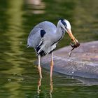 Graureiher (Ardea cinerea)