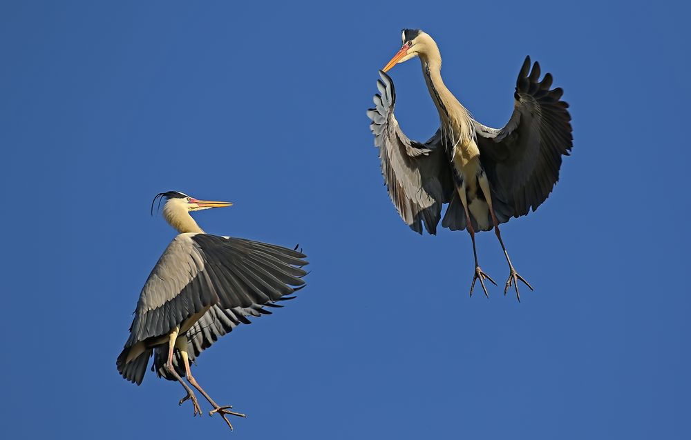 Graureiher (Ardea cinerea)