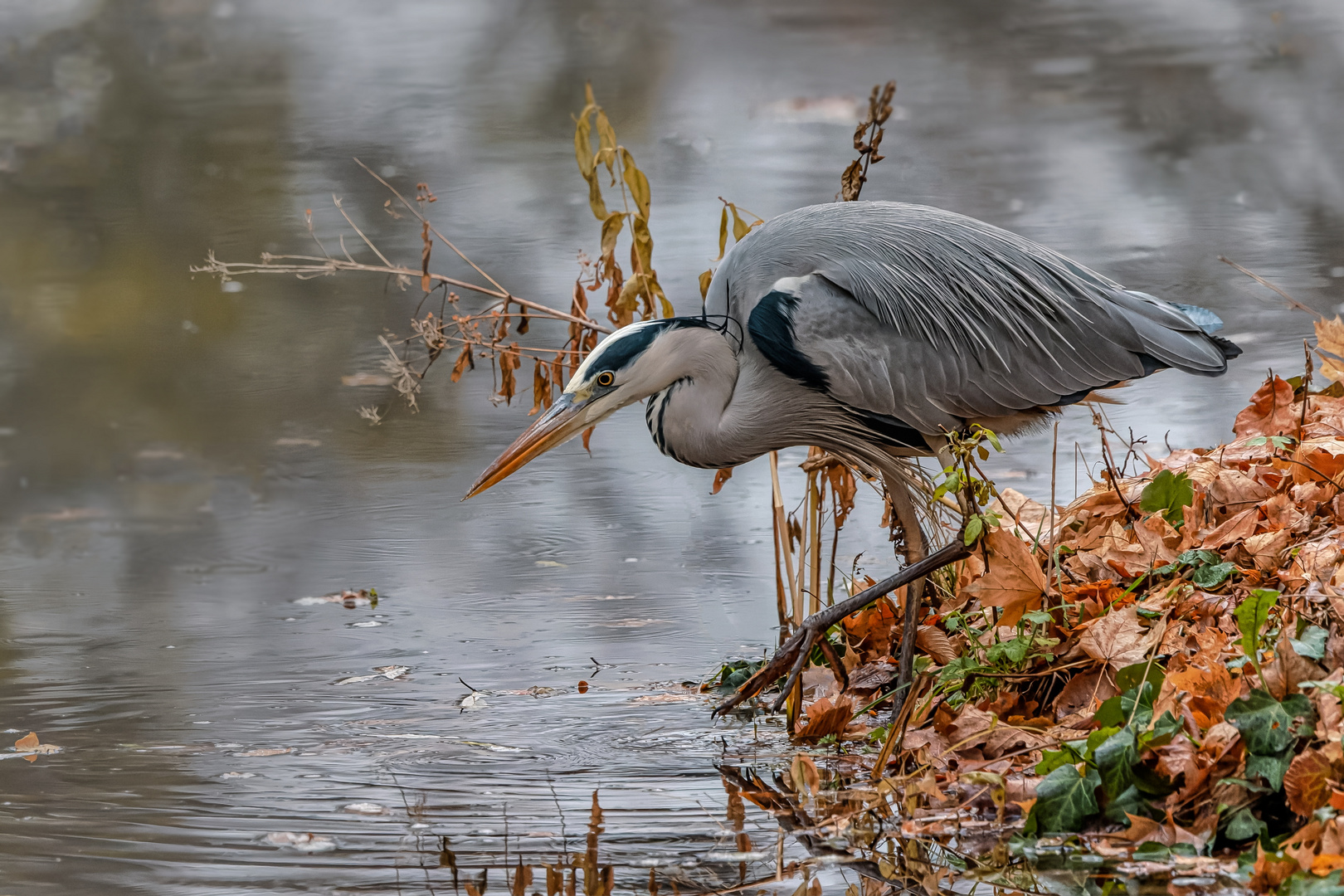  Graureiher (Ardea cinerea) 