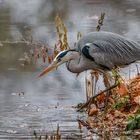  Graureiher (Ardea cinerea) 