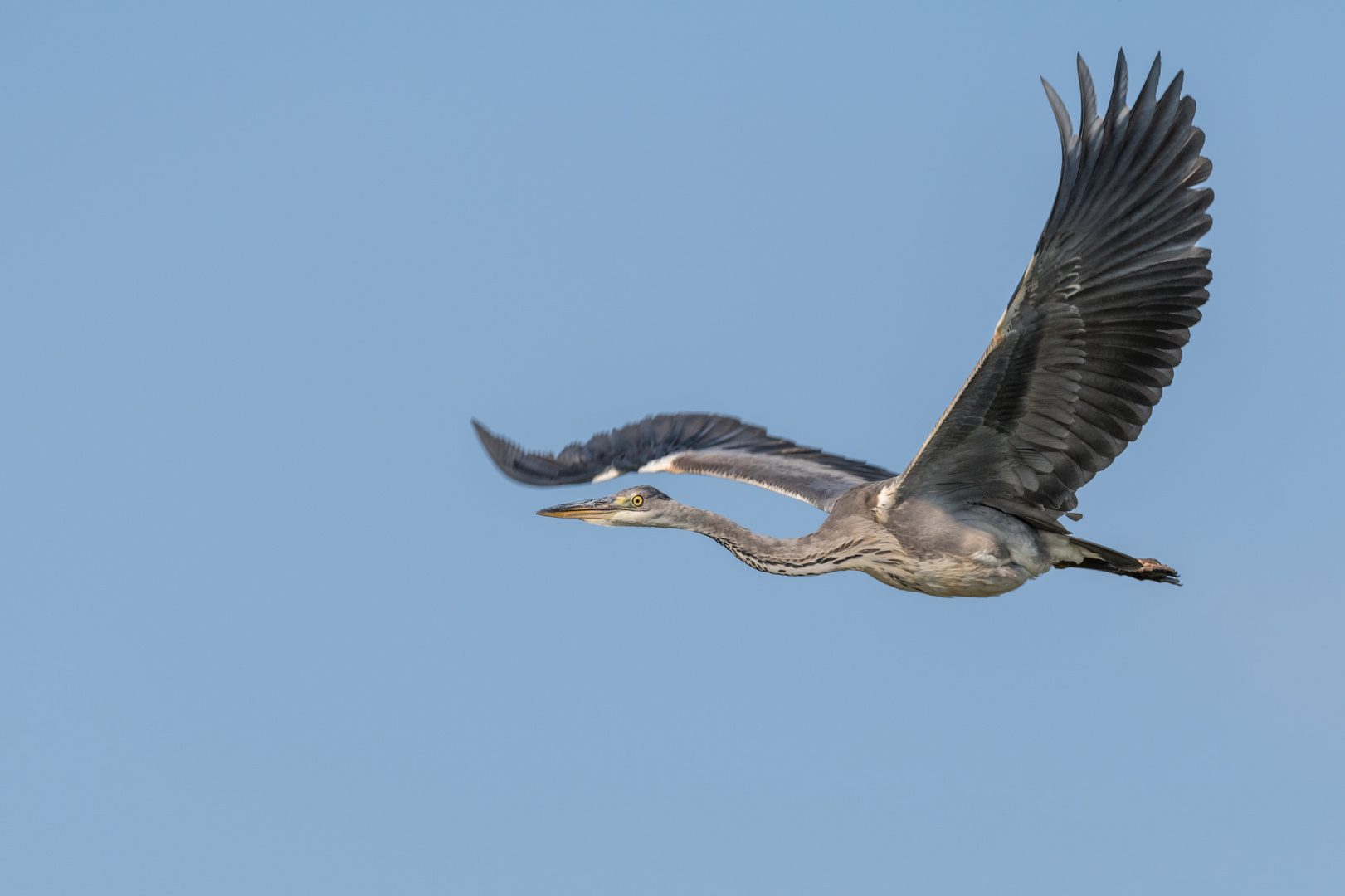 Graureiher (Ardea cinerea)