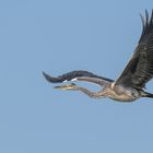 Graureiher (Ardea cinerea)