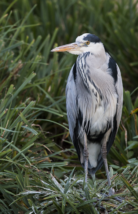 Graureiher (Ardea cinerea)