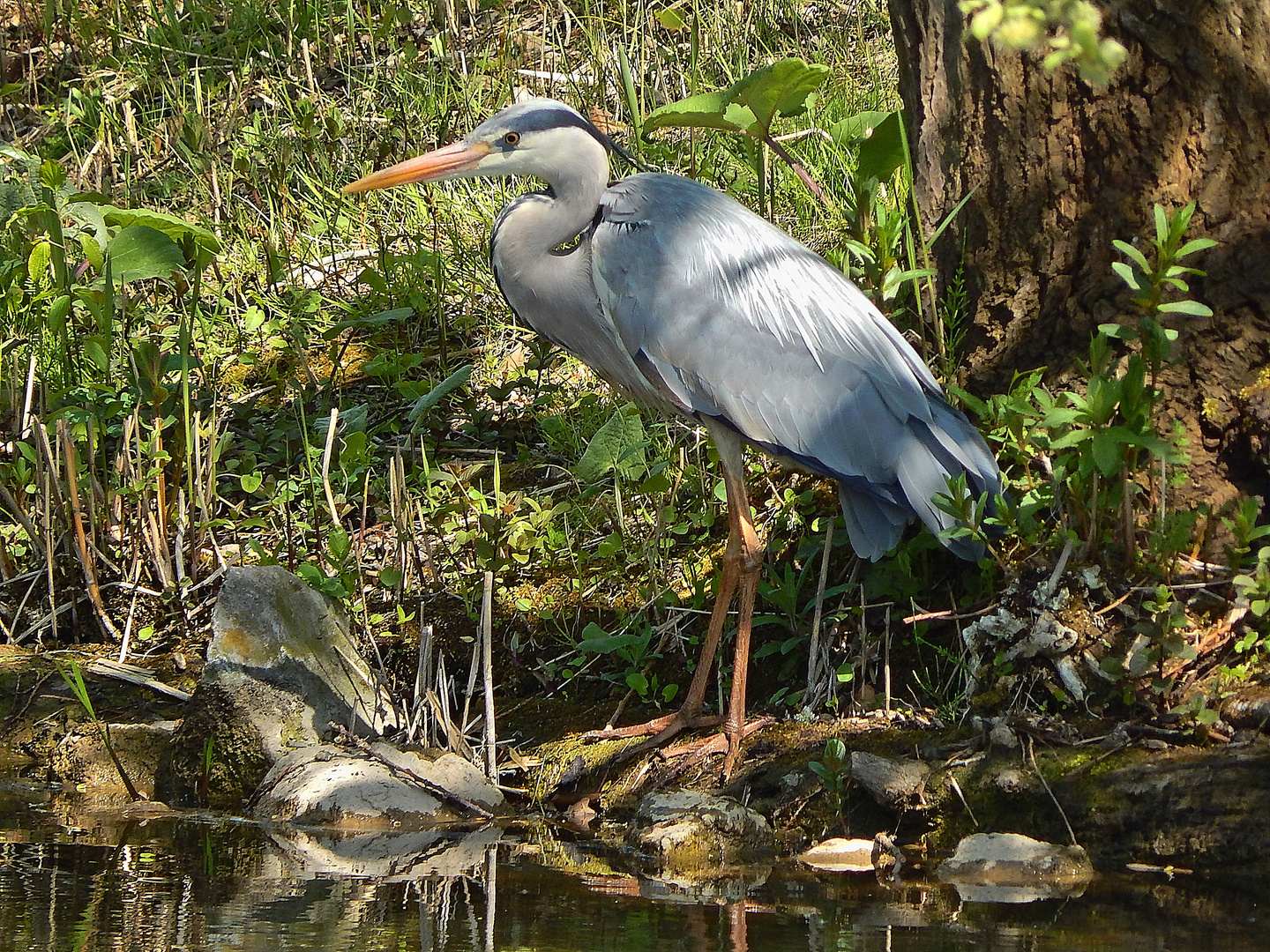 Graureiher (Ardea cinerea)