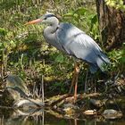 Graureiher (Ardea cinerea)