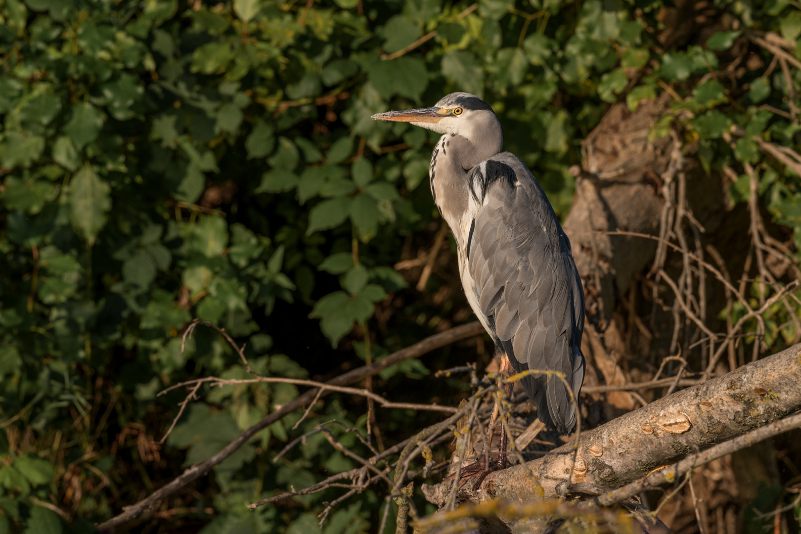 Graureiher (Ardea cinerea)