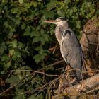 Graureiher (Ardea cinerea)