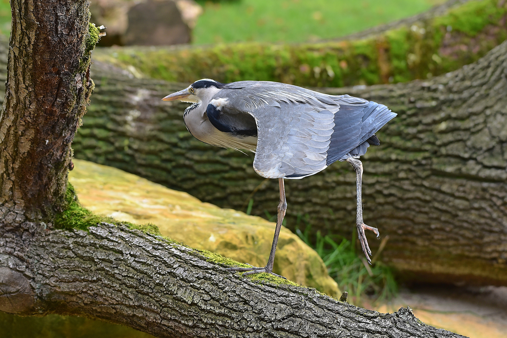 Graureiher (Ardea cinerea)