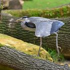 Graureiher (Ardea cinerea)