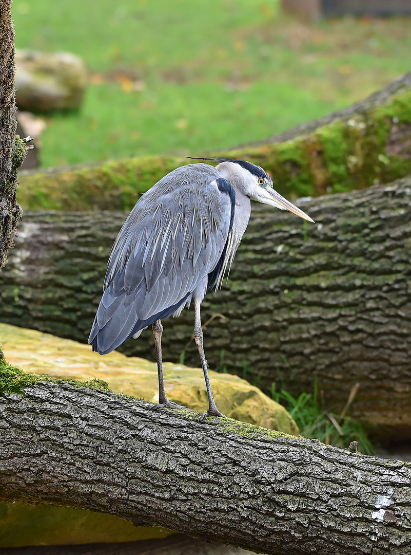 Graureiher (Ardea cinerea)